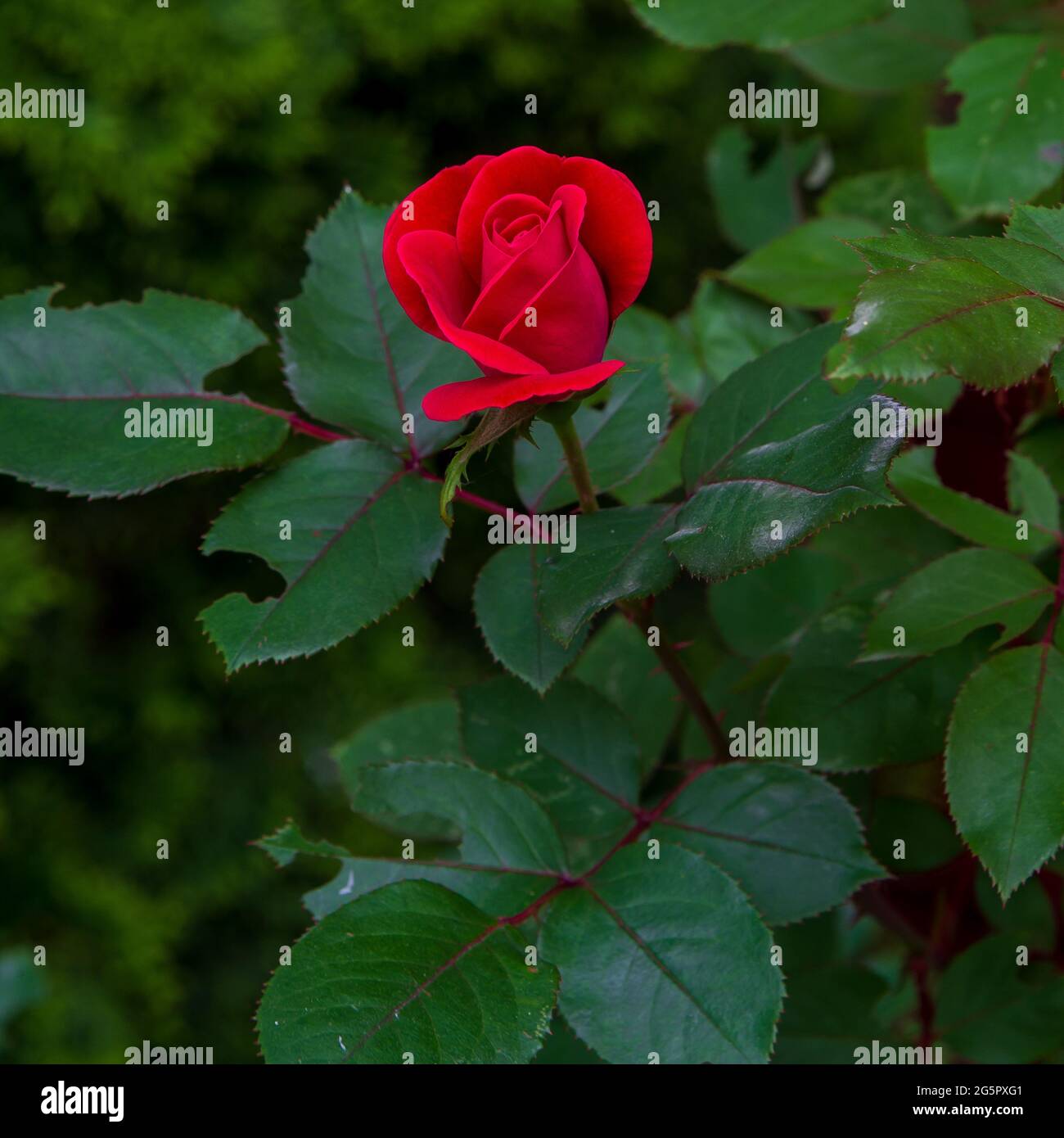Solitary red rose hi-res stock photography and images - Alamy