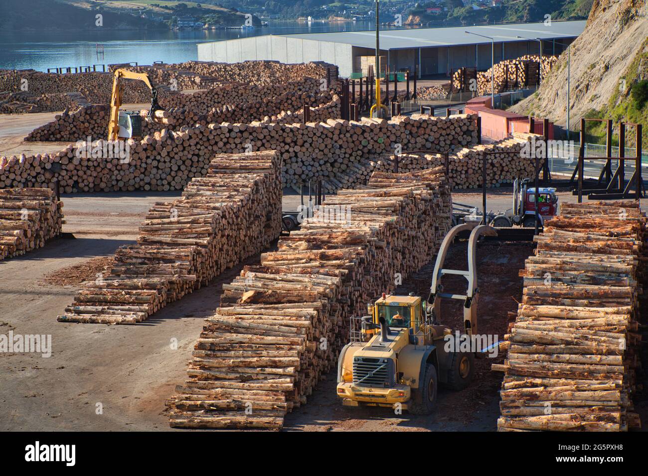 Stacking vehicle piles up tree trunks for shipping out from Otago Port, South Island, New Zealand Stock Photo