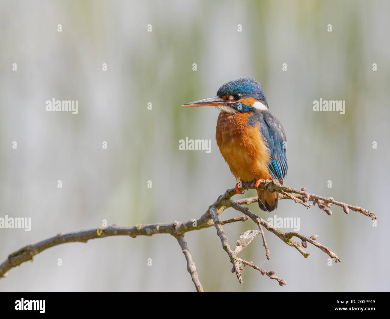 Bright coloured female Kingfisher  with a  clear pastel background. Suffolk , UK. Stock Photo