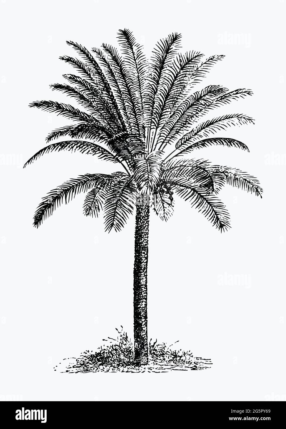 Palm Tree Illustration Vector Stock Vector Image Art Alamy Palm Tree Illustration Vector Stock Vector Image Art Alamy