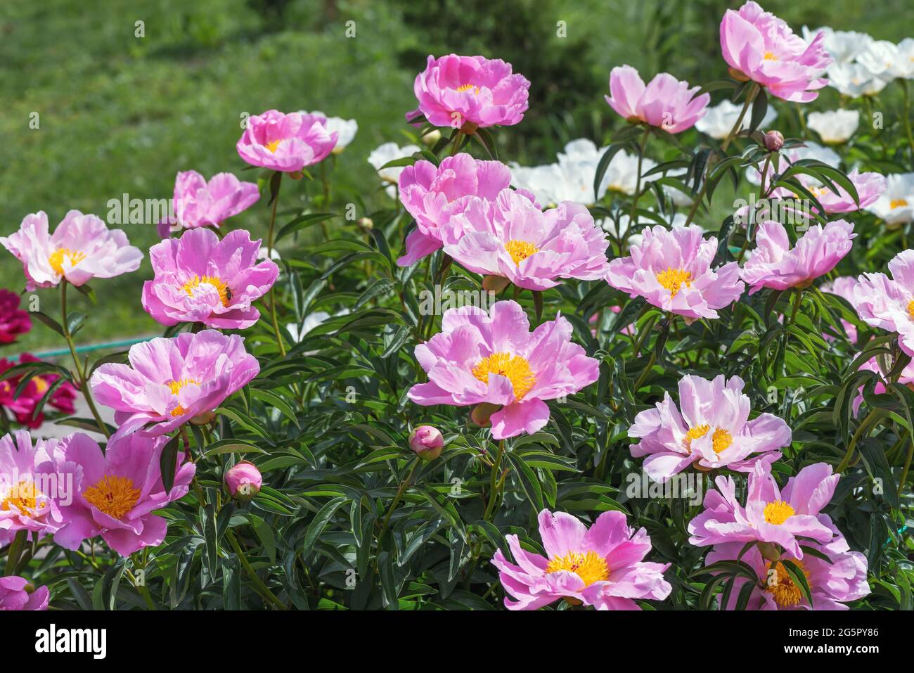 Herbaceous peonies Lake of Silver. Carmine pink double flowers with silvery tips. Stock Photo