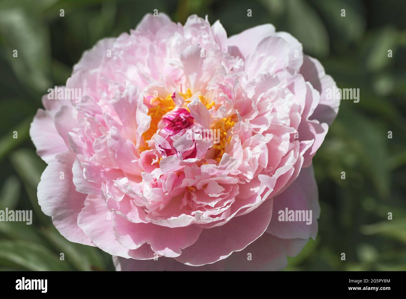 Blush Queen peony is milky-flowered with giant double-shaped flowers. They are creamy white with delicate light pink hues. Stock Photo