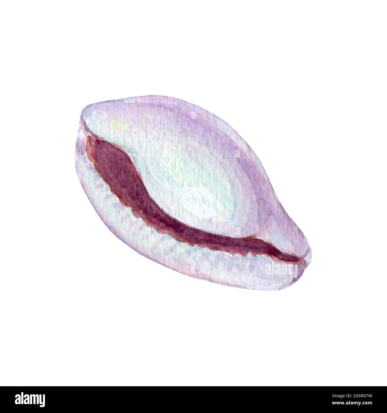 Seashell watercolor illustration. Watercolour hand drawn sea shell ...