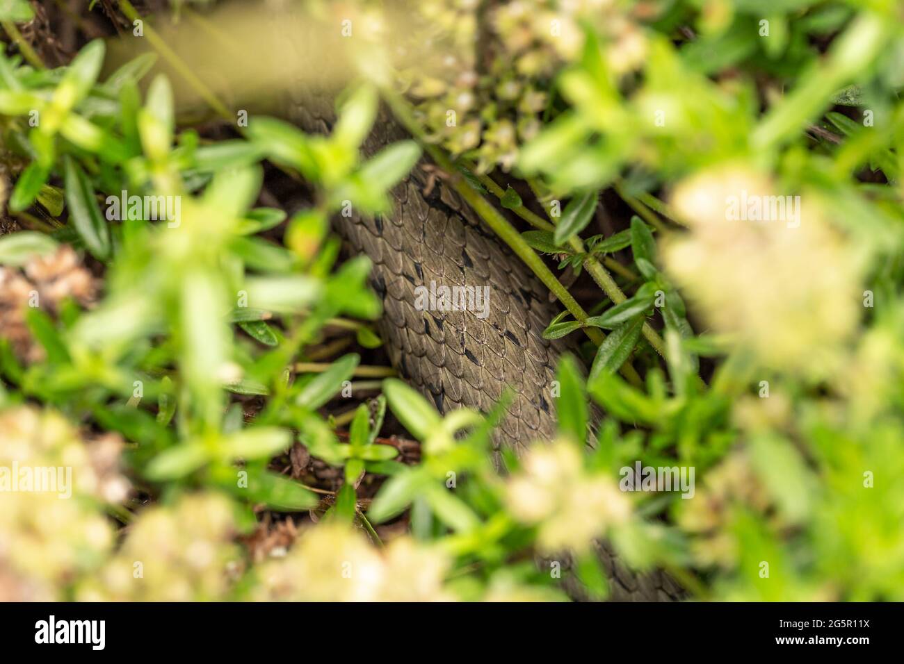 Close-up of a grass snake crawling in a garden Stock Photo