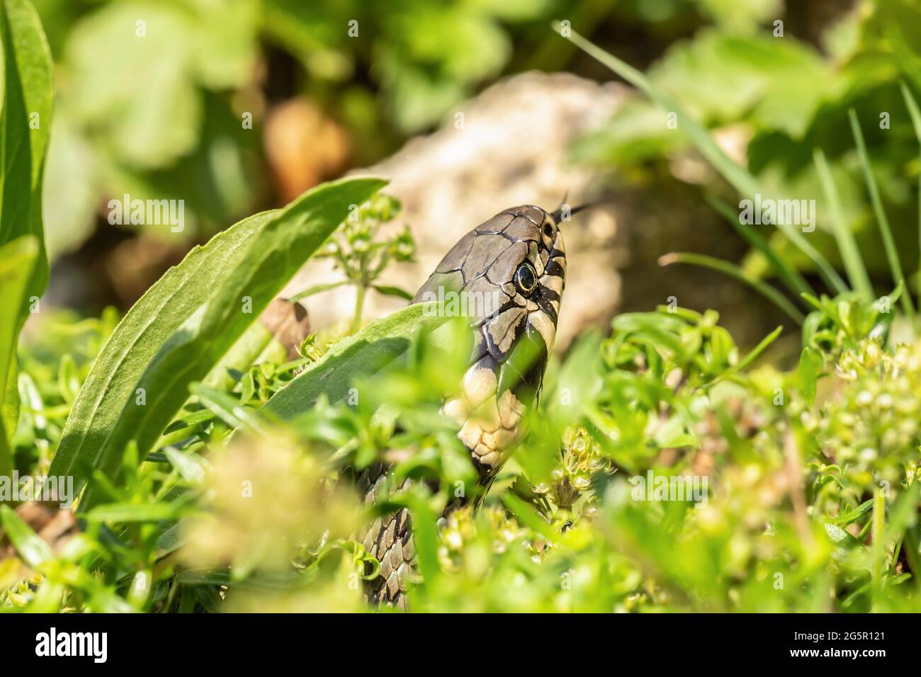 Close-up of a grass snake crawling in a garden Stock Photo