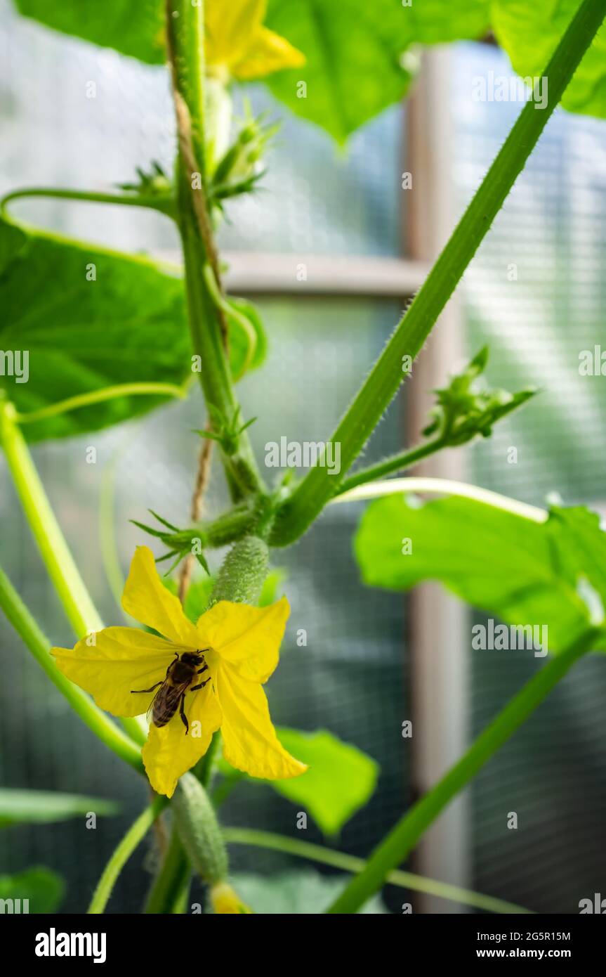 Bee sits on a yellow flower small cucumber in a greenhouse in the garden, in a warm summer day. Stock Photo