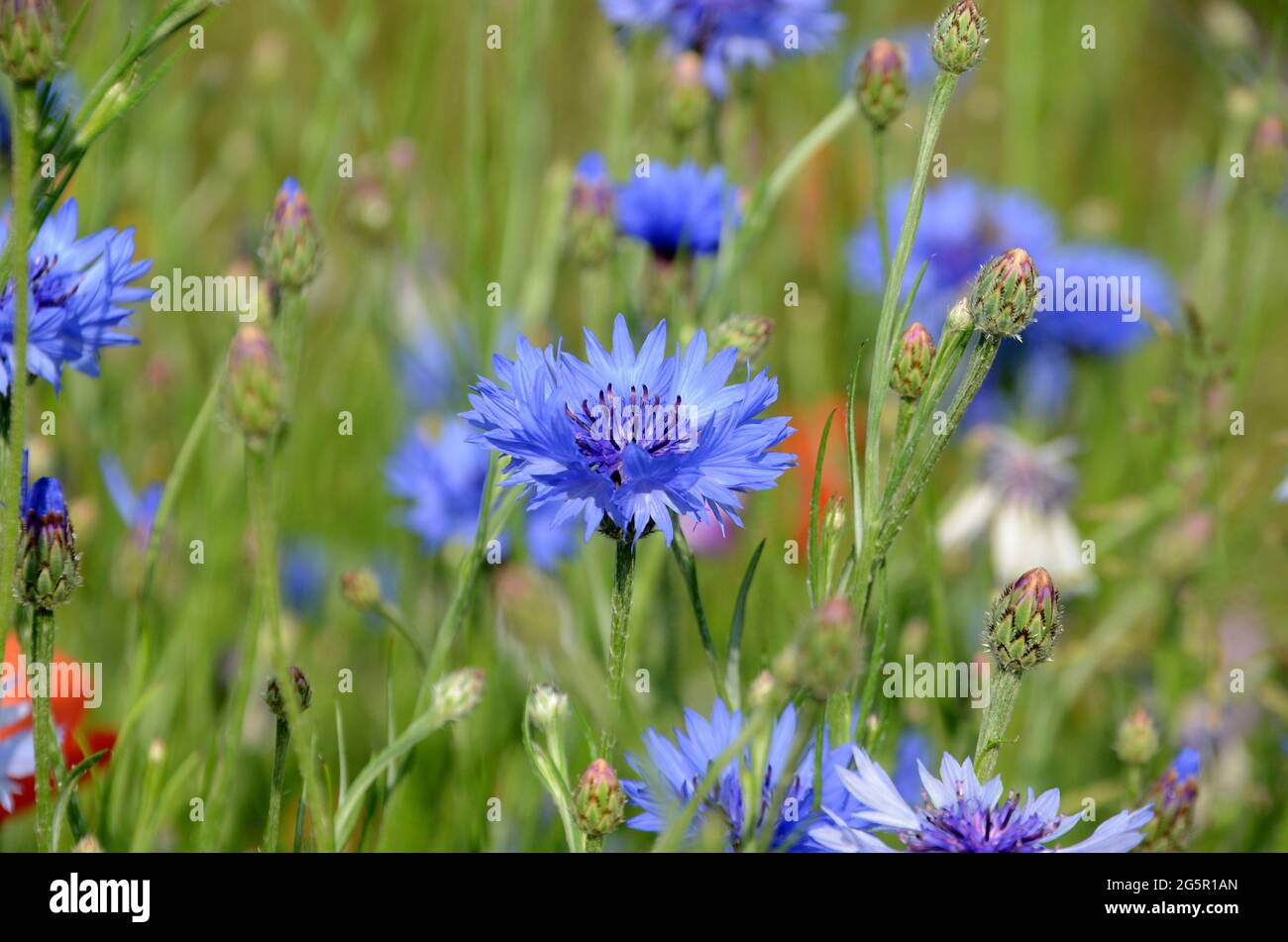 View into a field with flowers sn several colors, but with focus on a blue cornflower Stock Photo