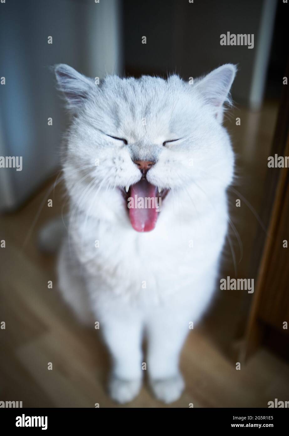 I can shoot all day having access to my favourite cat models :) Stock Photo