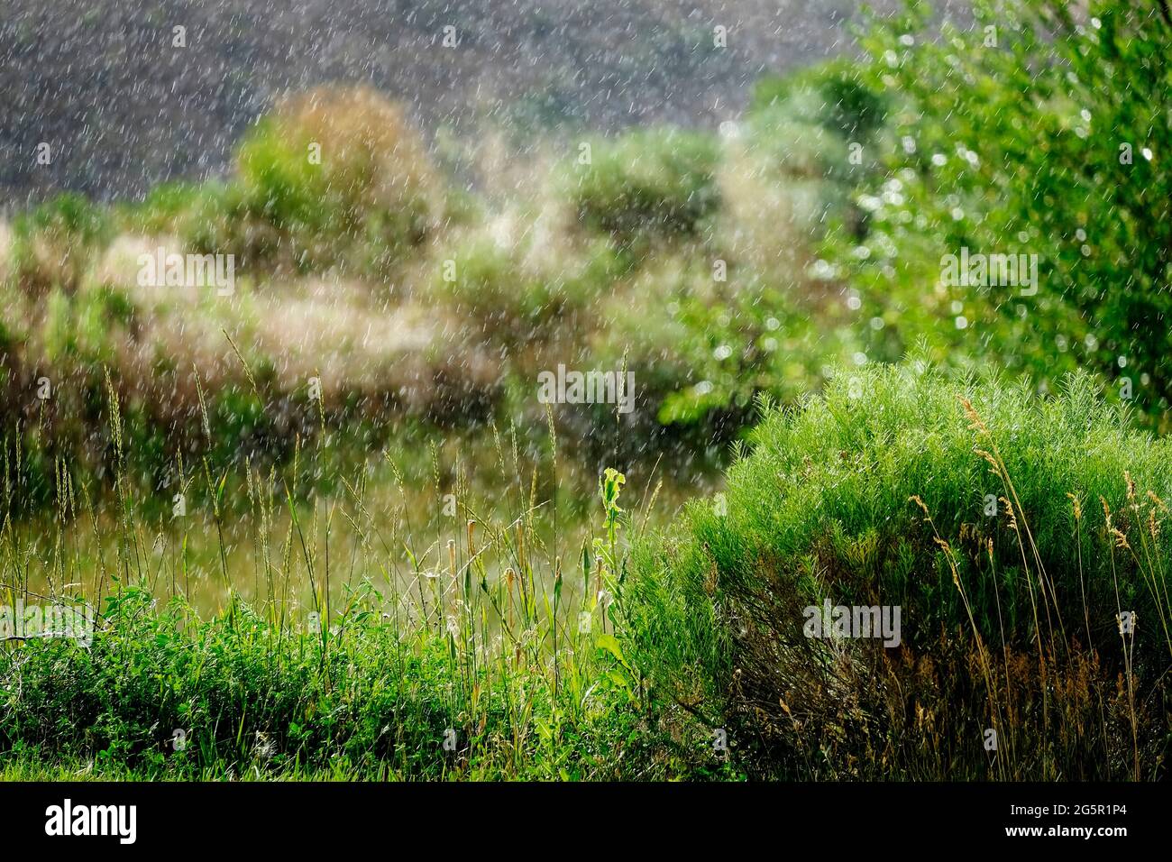 Rain falling on lush green foliage green plants seasons Stock Photo