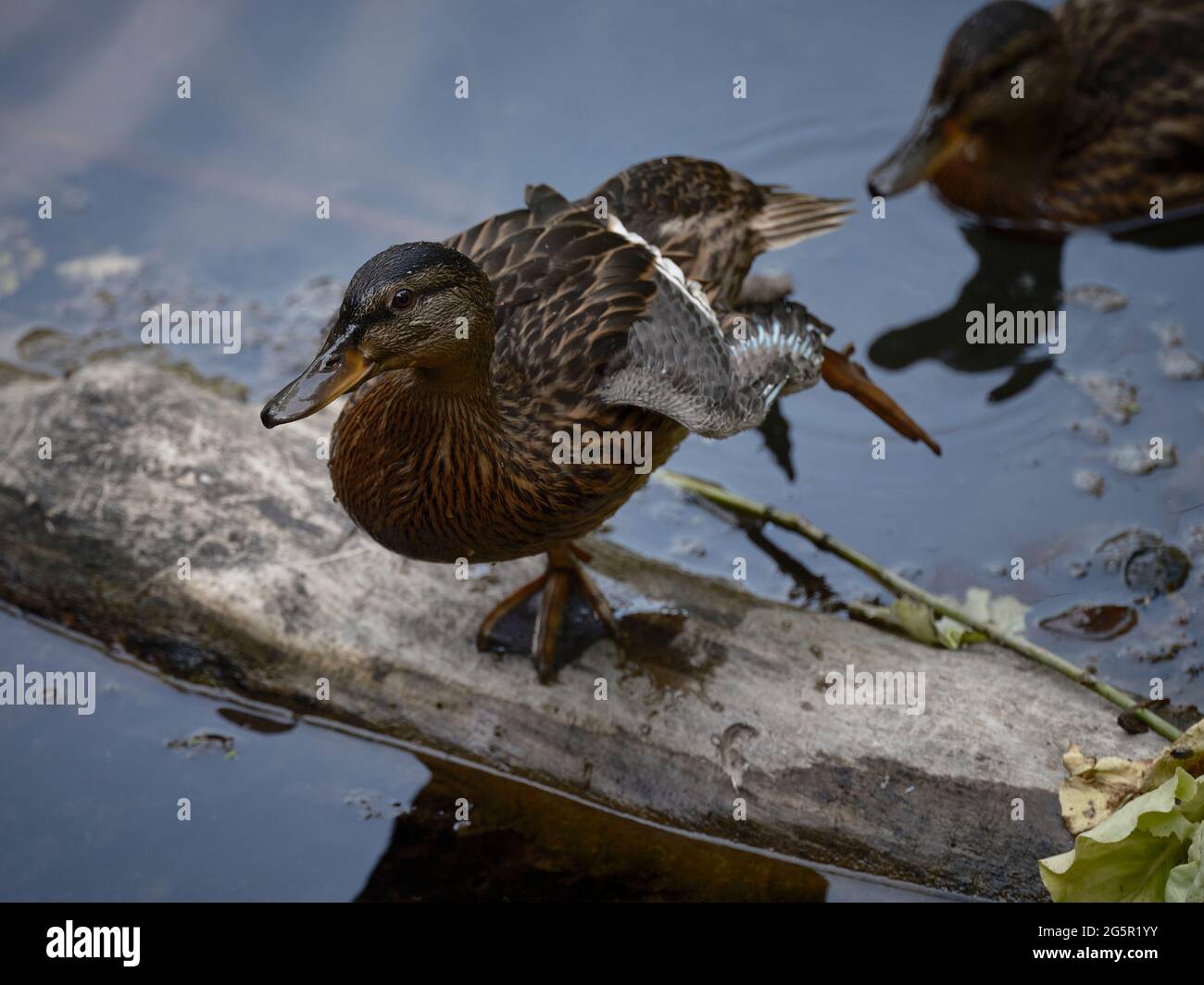 A brown duck stands on one leg on dry wood in the water Stock Photo