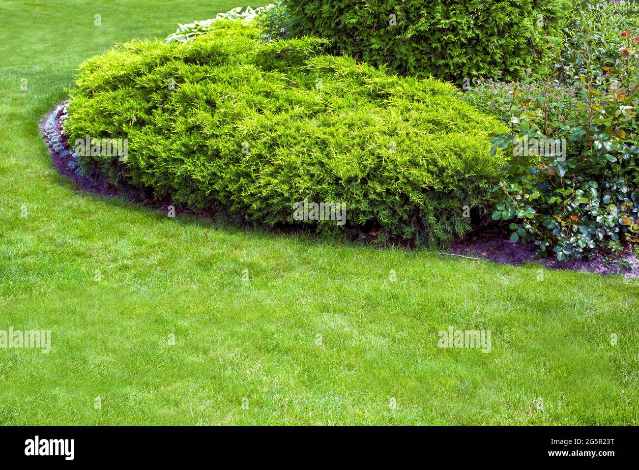 evergreen arborvitae bush of thuja in a backyard flower bed, landscaped garden bed with lawn and copy space, nobody. Stock Photo