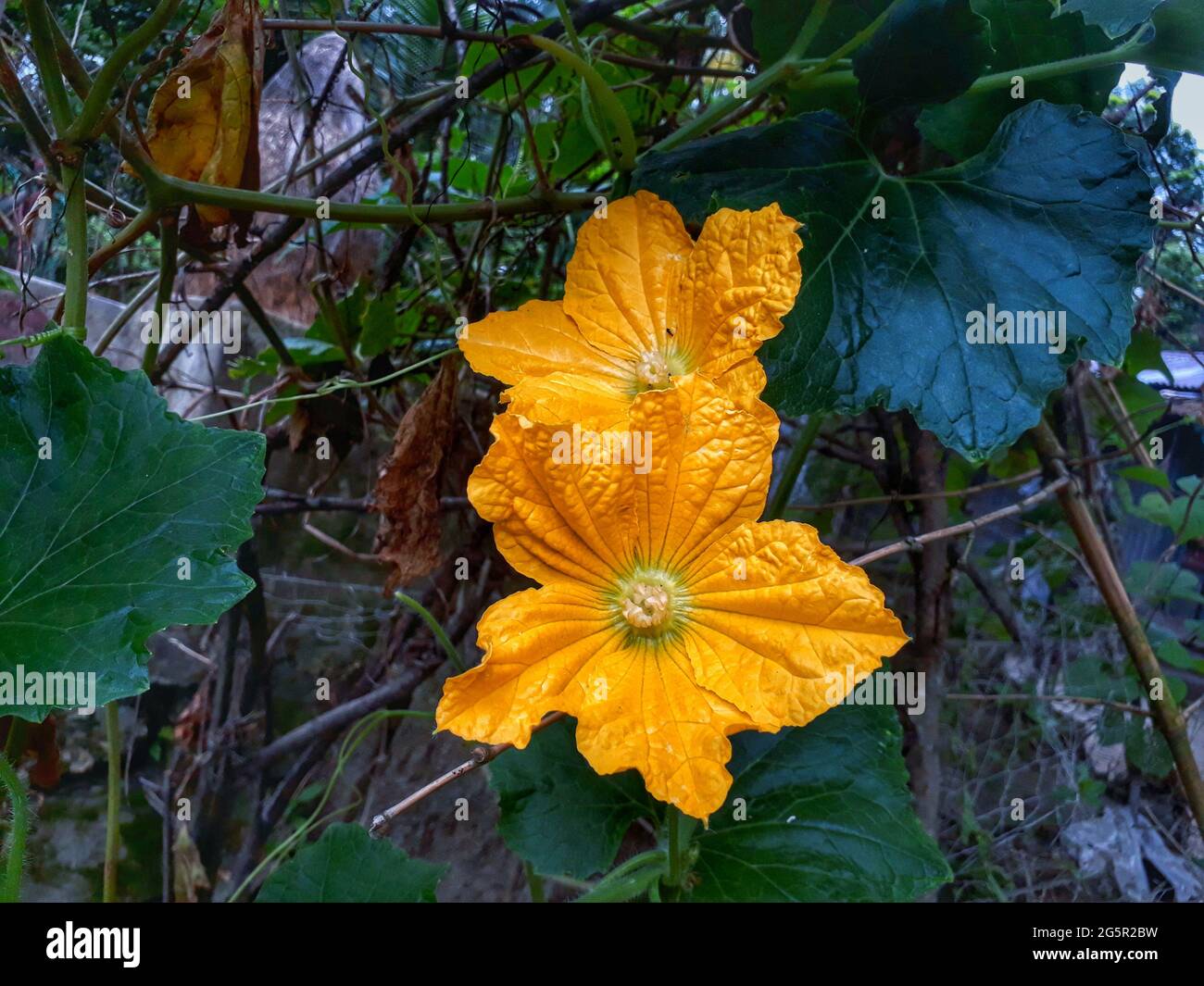 Closeup of yellow pumpkin flowers with large yellow leaves Stock Photo ...