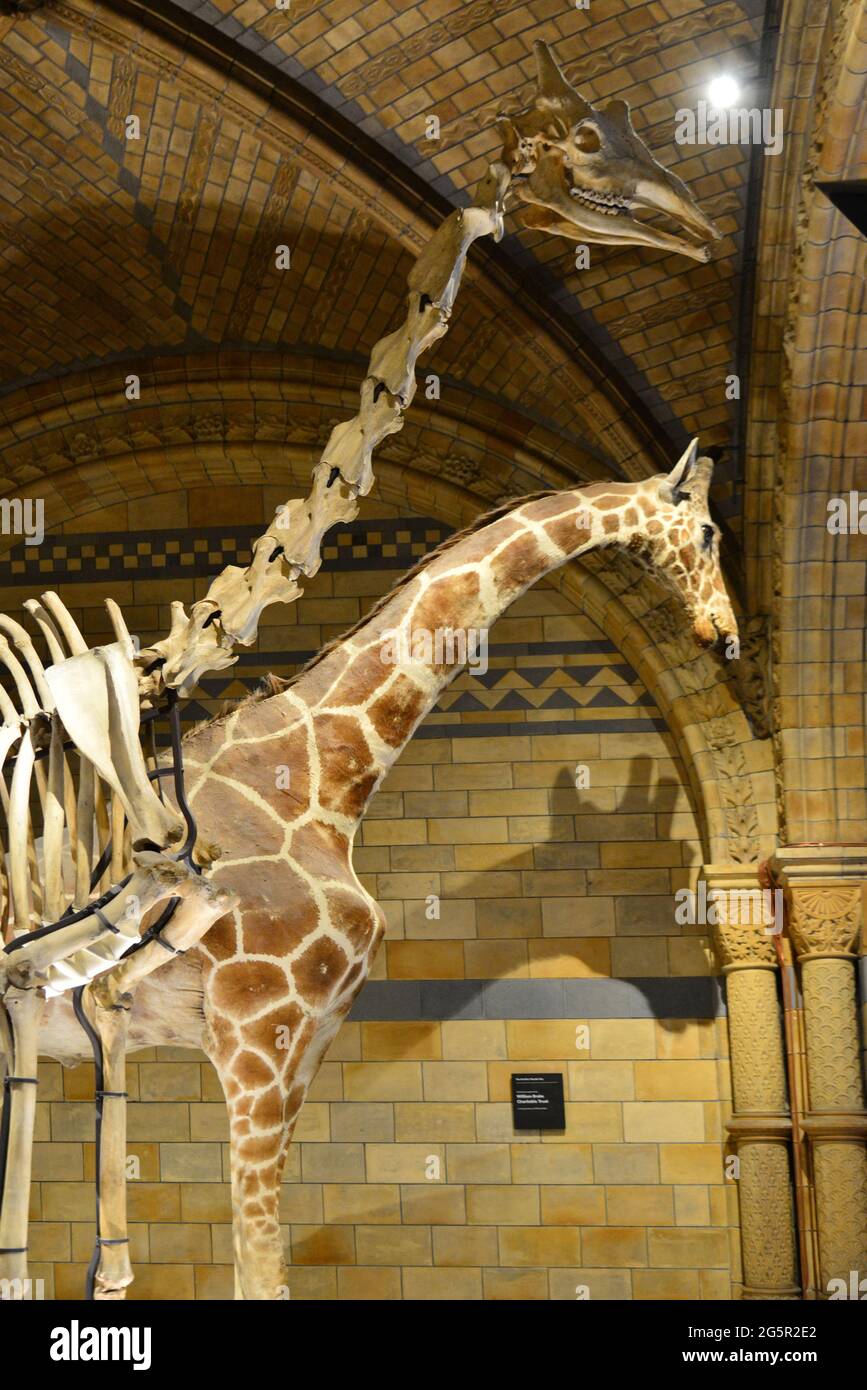 UNITED KINGDOM. ENGLAND. LONDON. KENSINGTON. GIRAFFES IN THE GREAT HALL OF THE NATURAL HISTORY MUSEUM, OPENED IN 1881 ON EXHIBITION ROAD. THE MUSEUM A Stock Photo