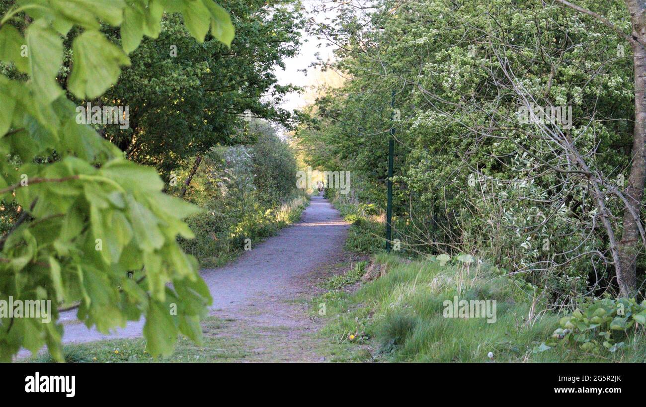 Still life photography, nature life, quiet life, Trees Flowers Woods Stock Photo