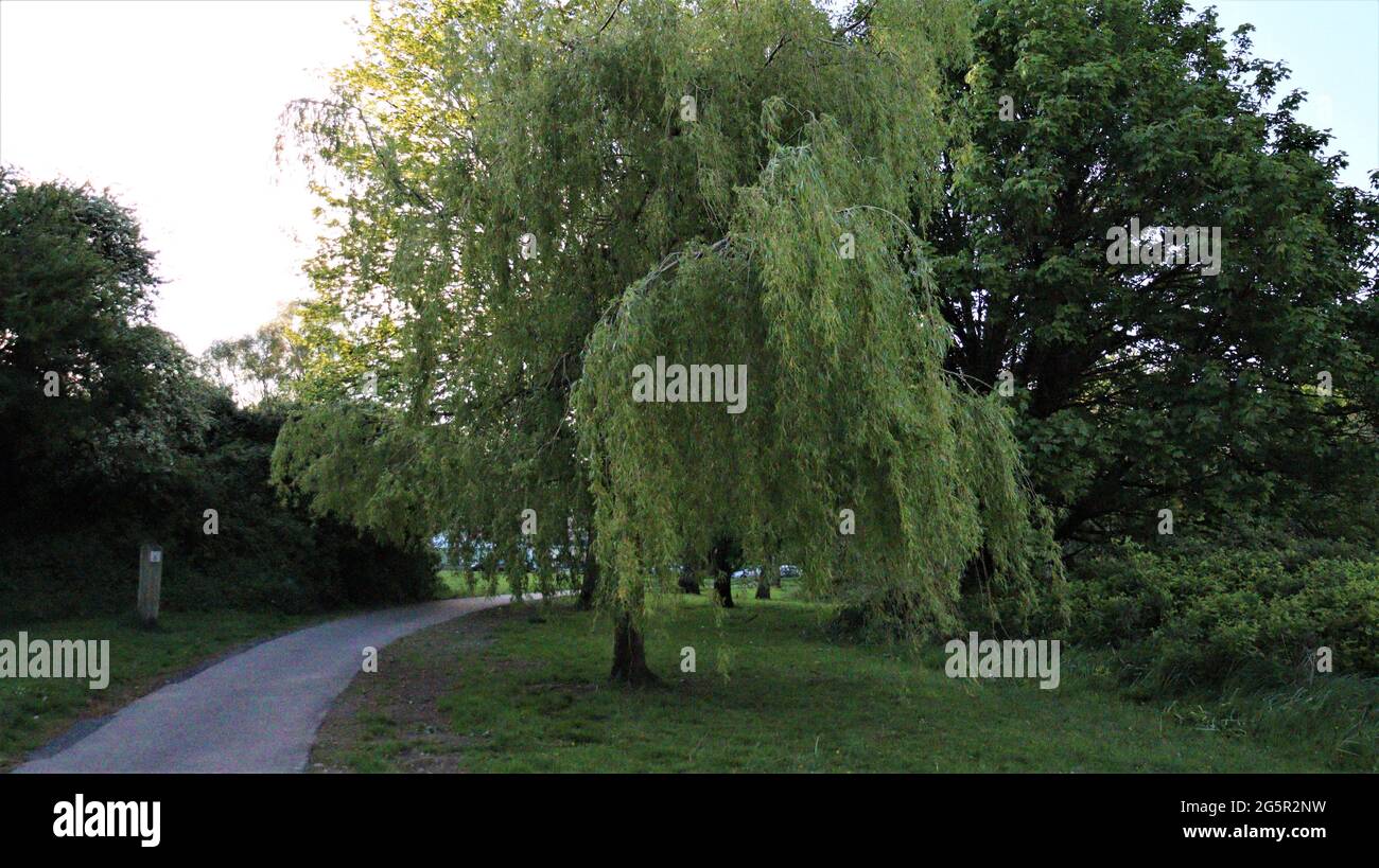 Still life photography, nature life, quiet life, Trees Flowers Woods Stock Photo