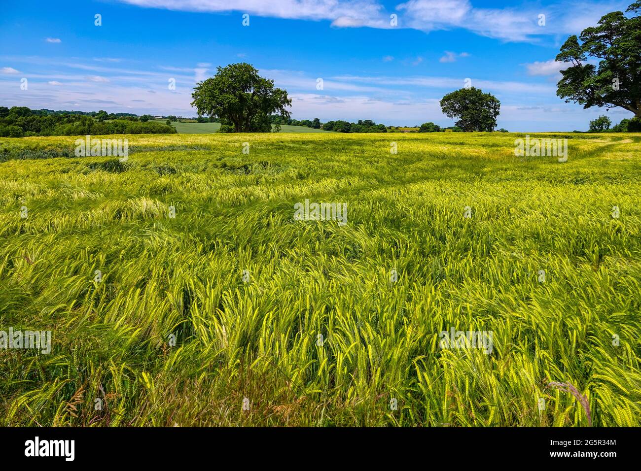 Large fields of crops, barley, growing in summer weather, Bedale, North