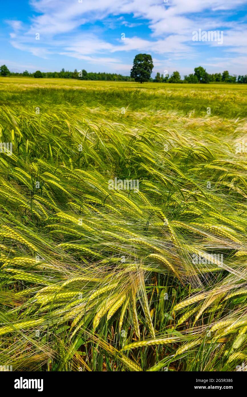Large fields of crops, barley, growing in summer weather, Bedale, North