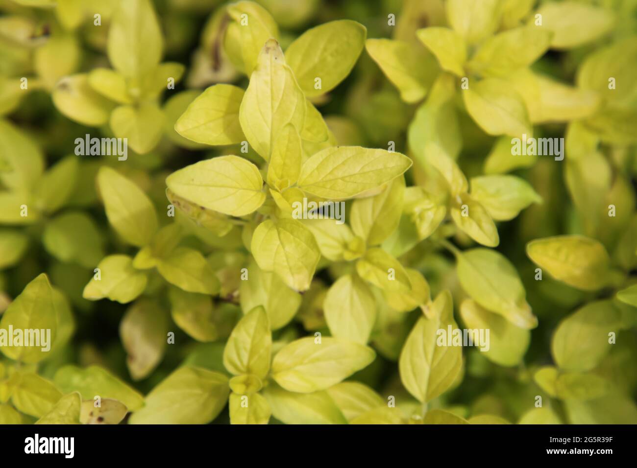 Origanum vulgare aureum hires stock photography and images Alamy