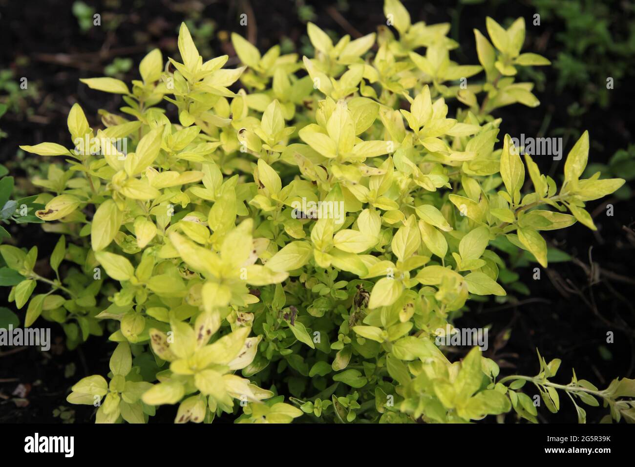 Origanum vulgare aureum hires stock photography and images Alamy