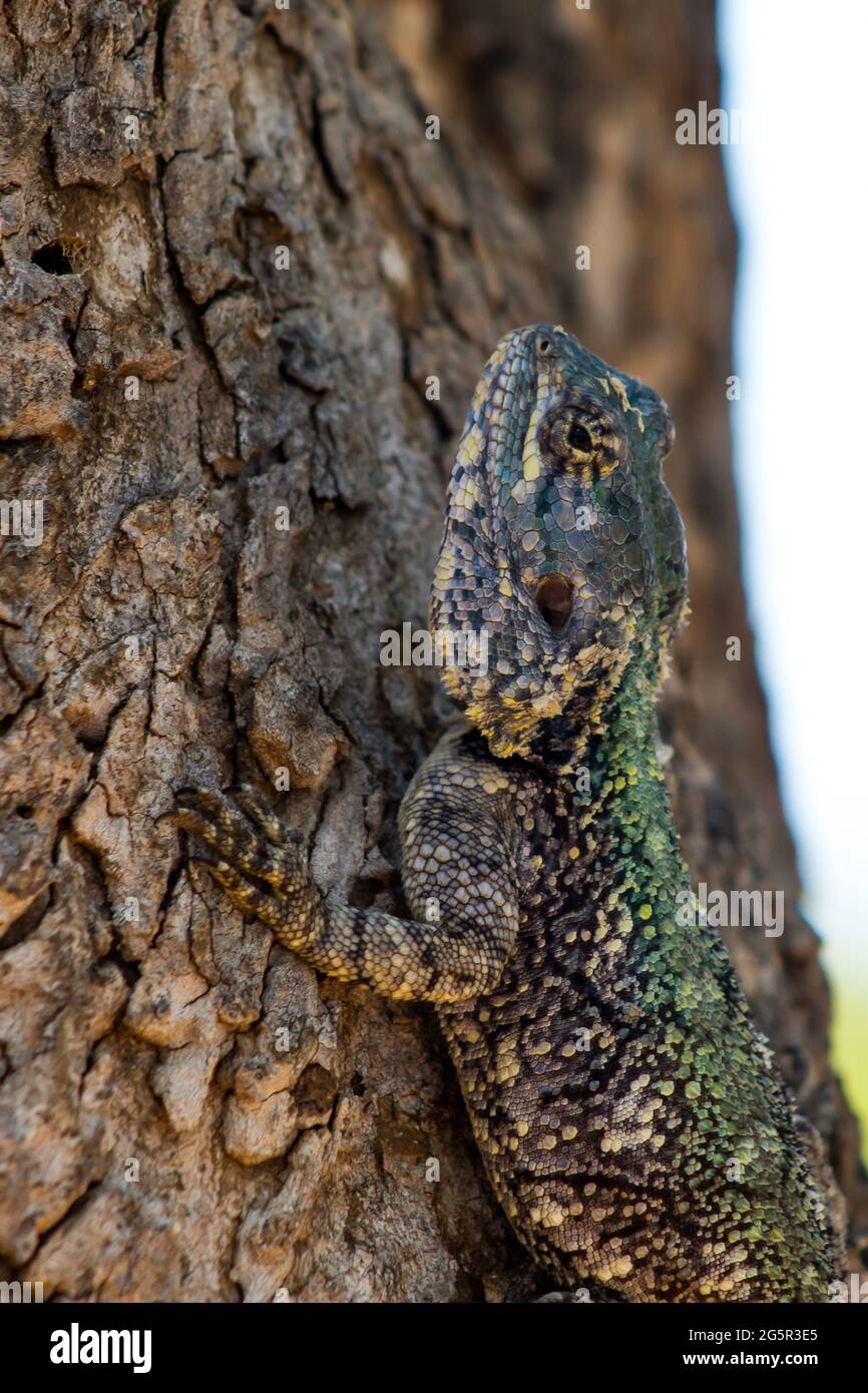 A female Southern Tree Agama, Acanthocercus atricollis, against a tree trunk in the Kruger National Park, South Africa Stock Photo