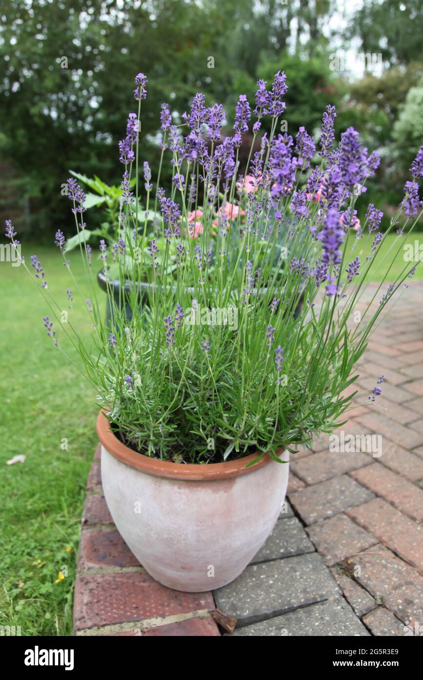 Perennial Herbs 'English Lavender' growing in pot in UK garden, Summer