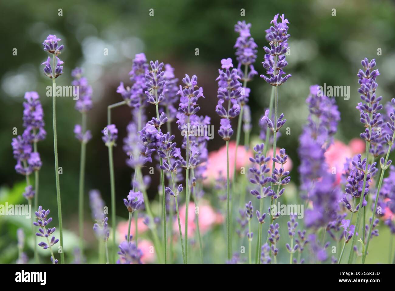 Lavender perennial 2024