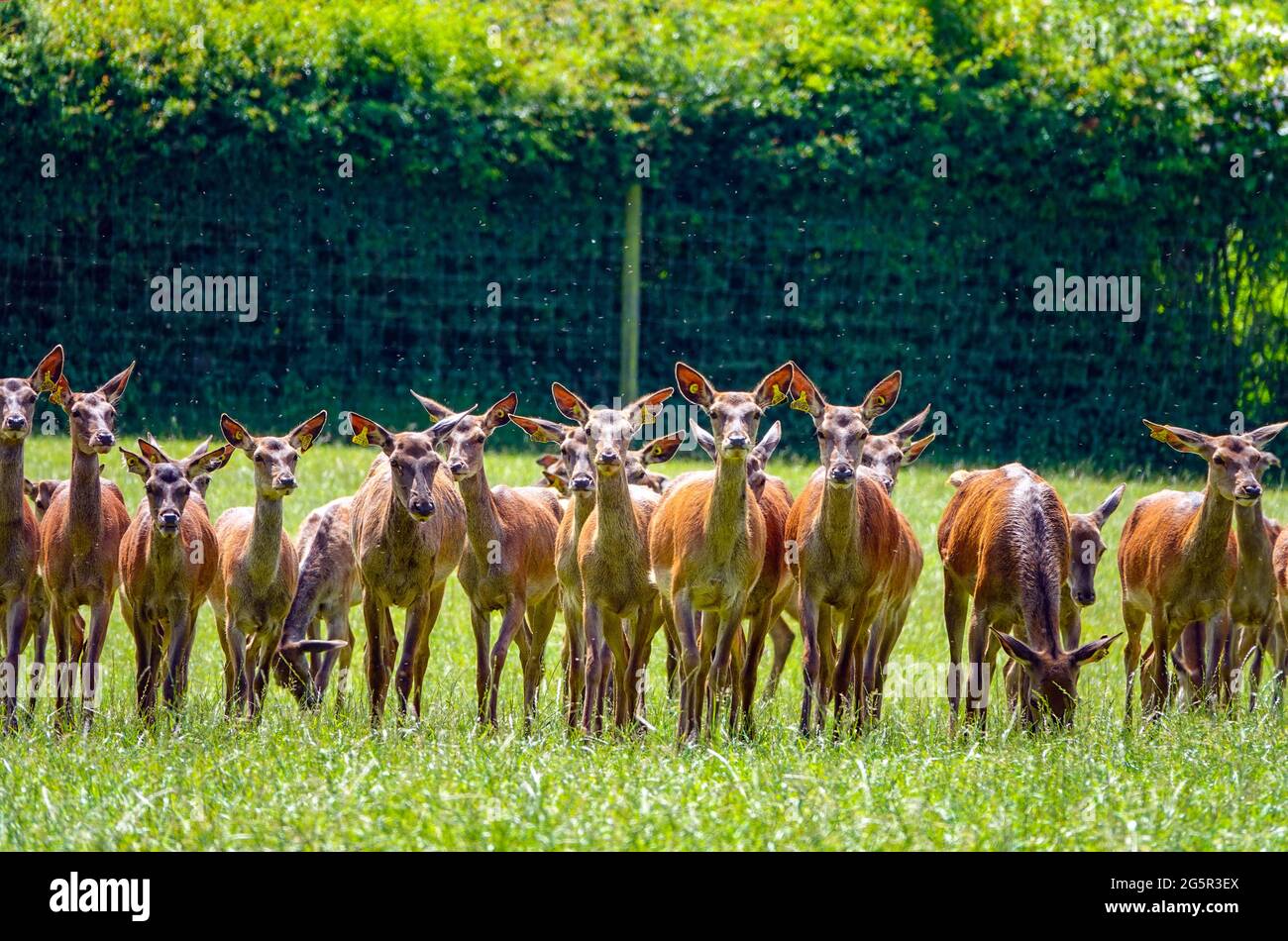 Herd of female red deer being farmed for venison, looking at the camera at Hornby, Hornby Castle, North Yorkshire Stock Photo