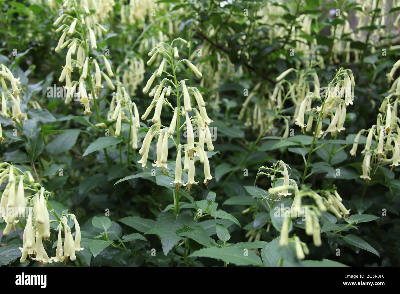 Phygelius Candy Drops Cream - 'Kerphycrem' bush growing plant in UK garden, Summer, June 2021 Stock Photo