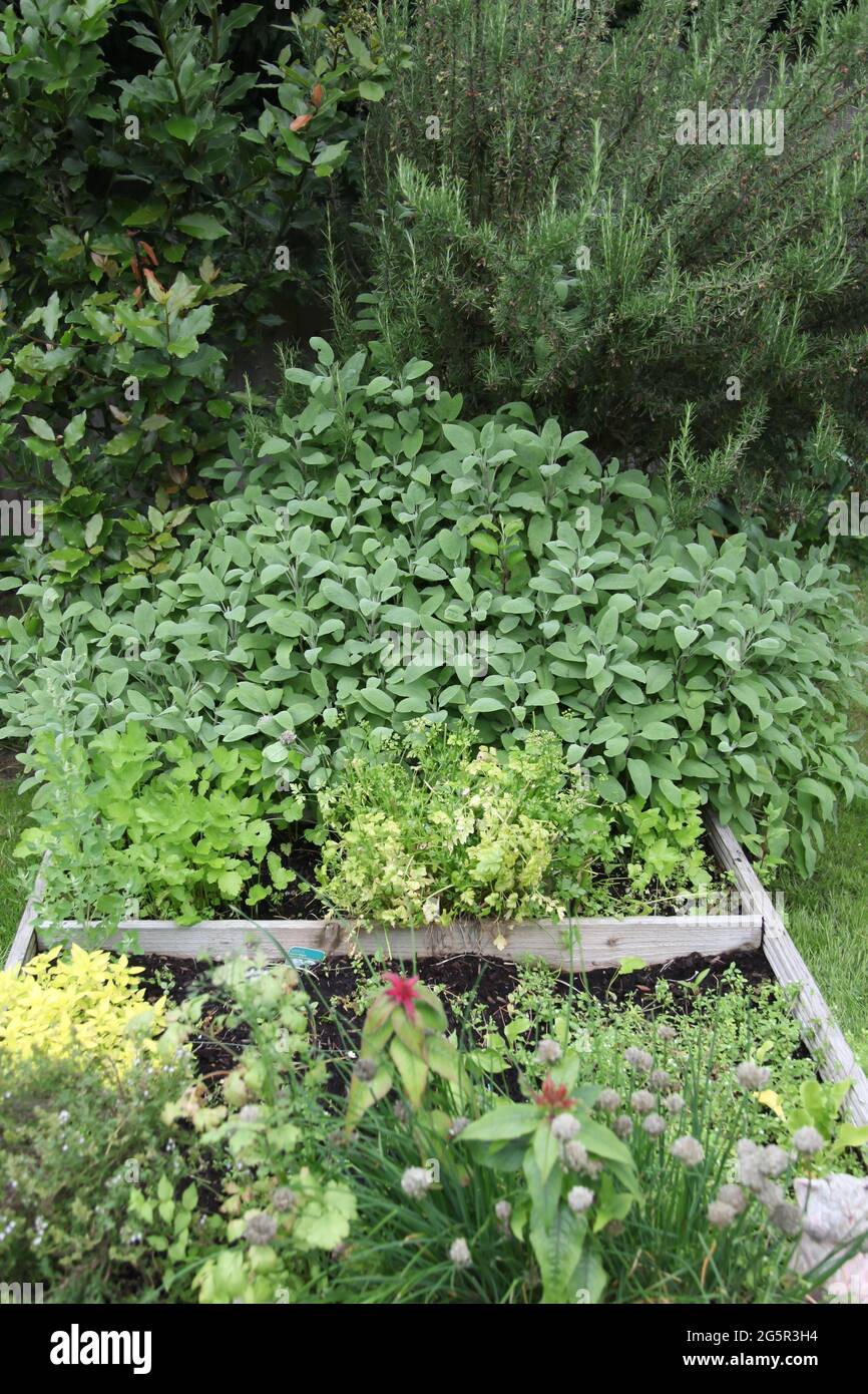 Variety of perennial Herbs growing on allotment plot in UK garden