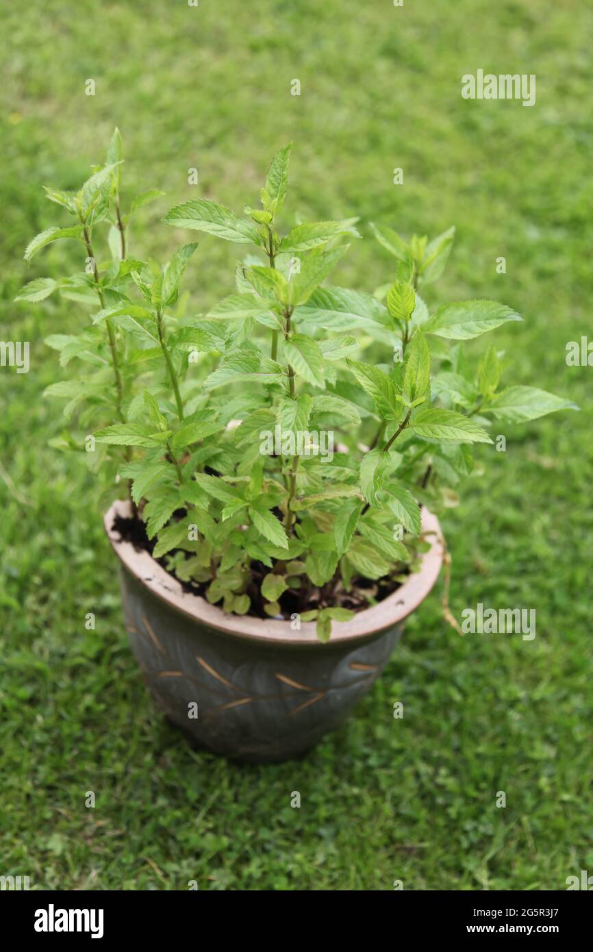 Perennial herb in the mint family hires stock photography and images