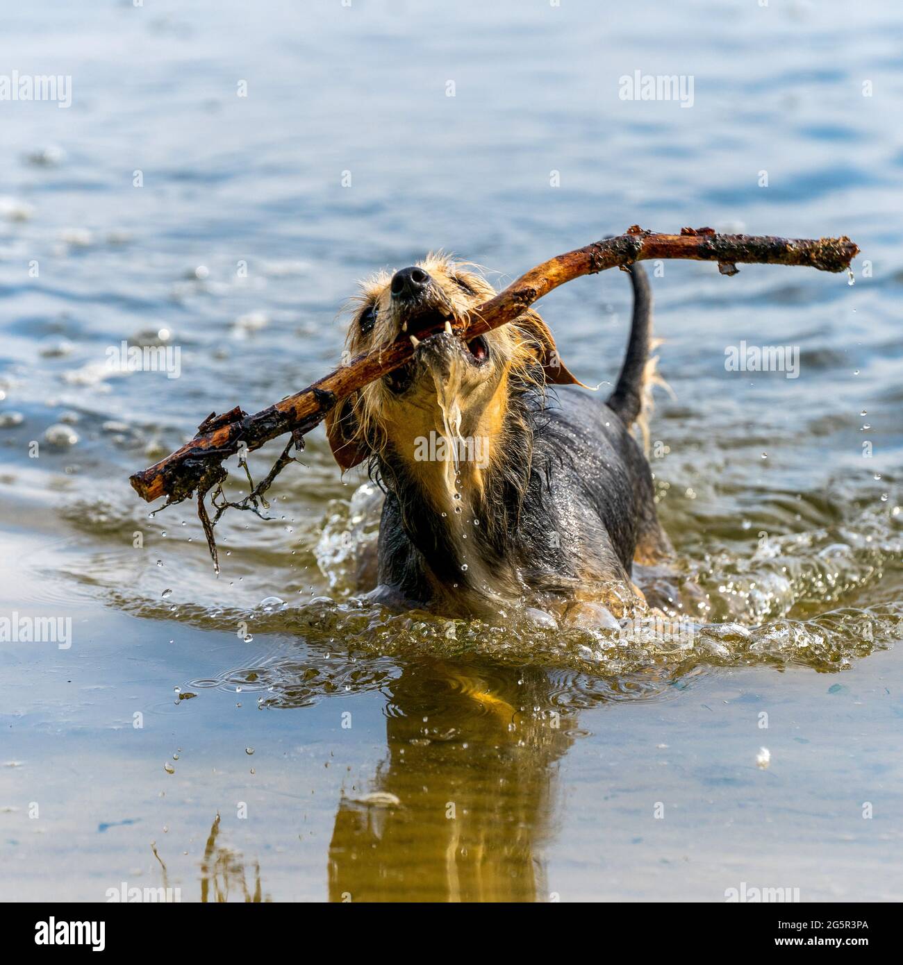 Spielender Hund in der Ostsee Stock Photo
