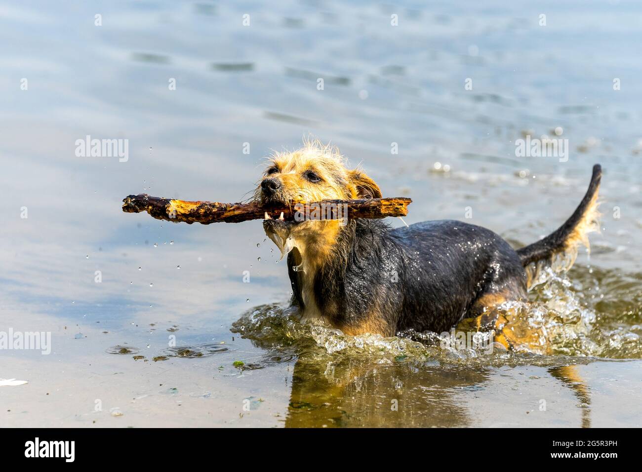Spielender Hund in der Ostsee Stock Photo