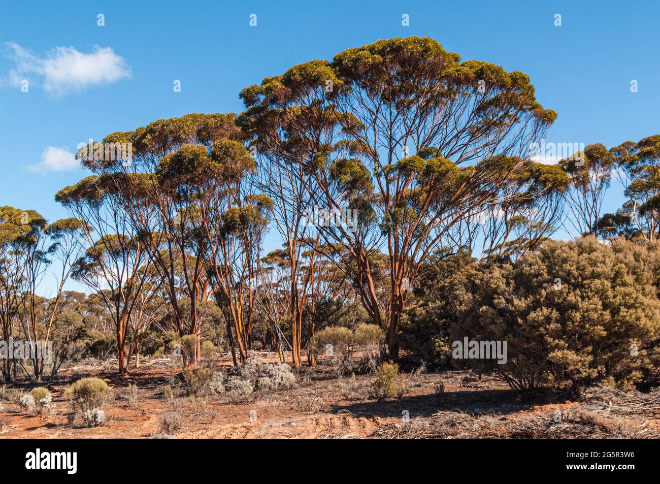 SALMON GUMS, EUCALYPTUS SALMONOPHOIA, WESTERN AUSTRALIA, AUSTRALIA Stock Photo