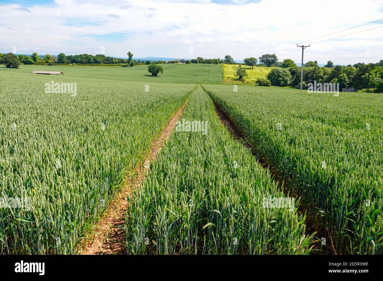 Large fields of wheat, bread wheat, crops growing in summer weather