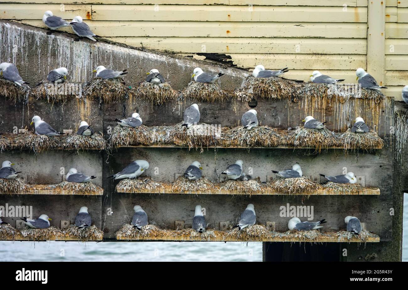Black-footed kittiwake colony nesting on man-made platforms at The Mumbles, Swansea, South Wales Stock Photo