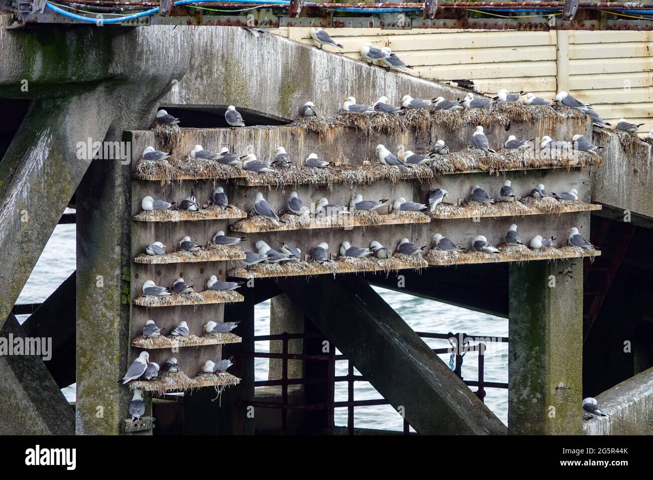 Black-footed kittiwake colony nesting on man-made platforms at The Mumbles, Swansea, South Wales Stock Photo