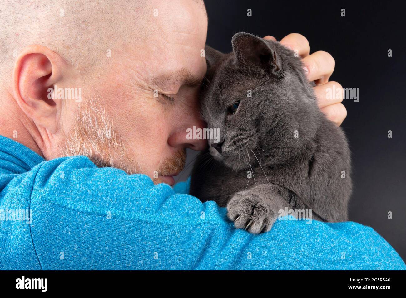 grey cat sitting on a man's shoulder Stock Photo Alamy