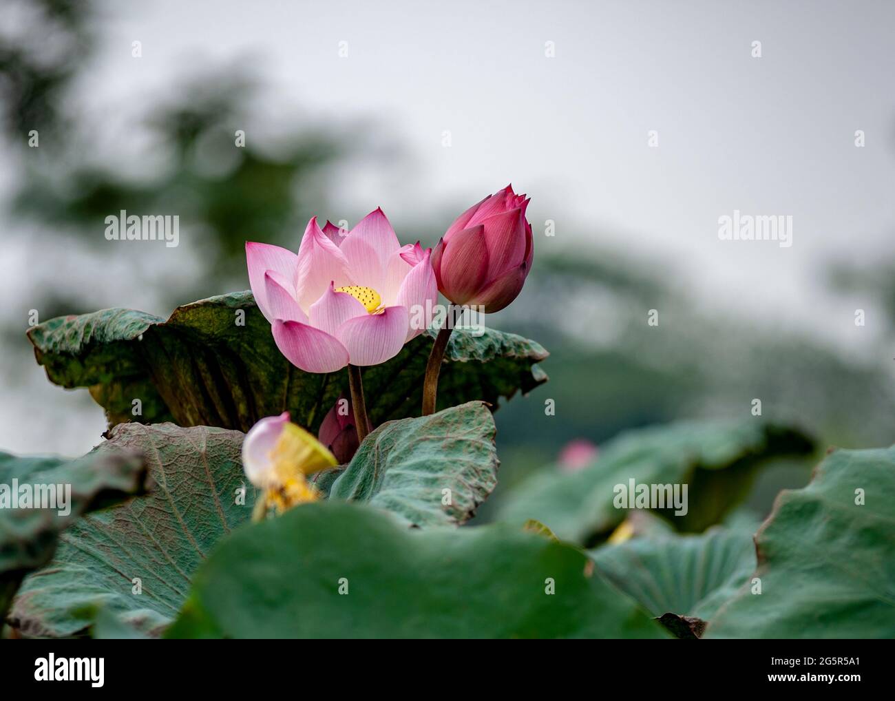 a very nice Lotus in Hanoi, Viet Nam. Stock Photo