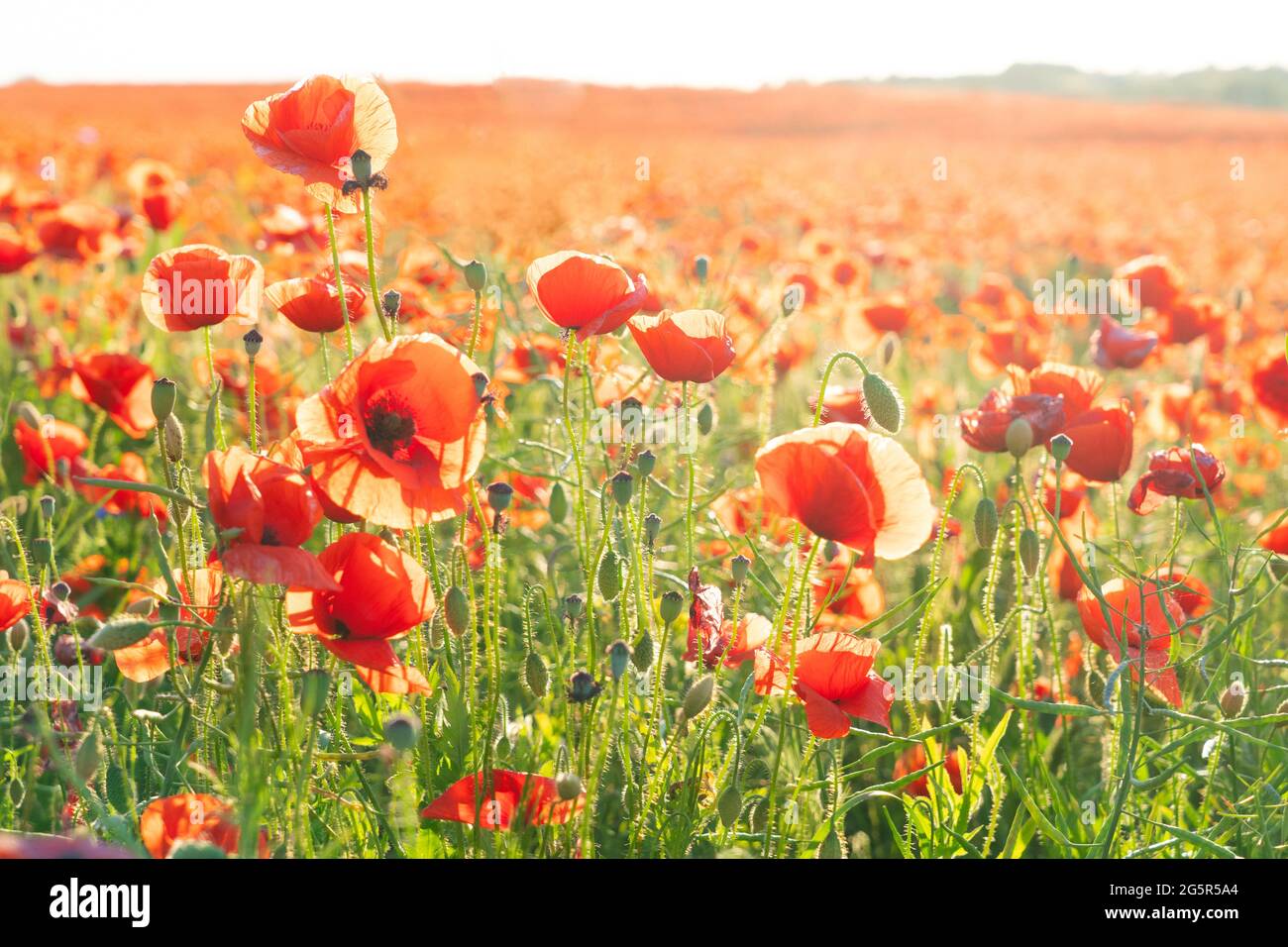 field of poppy flowers Stock Photo - Alamy