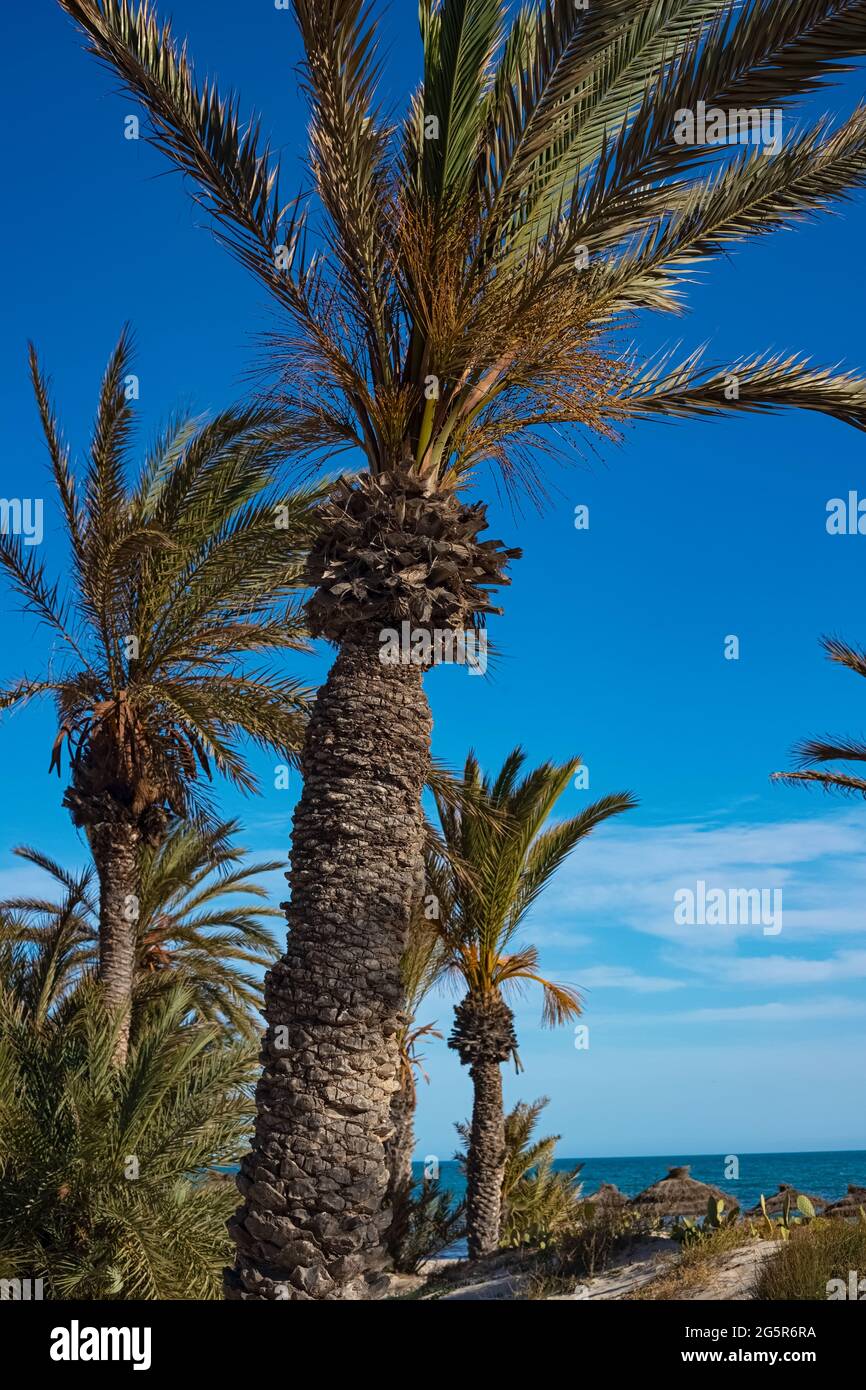 View of date palms on the beach on the Mediterranean coast. Rest at the sea. Djerba Island, Tunisia Stock Photo