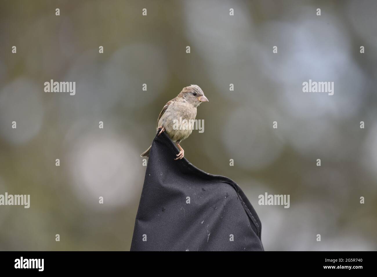 Female House Sparrow (Passer domesticus) Perched on Top of a Garden Parasol Cover in Mid-Wales in June Stock Photo