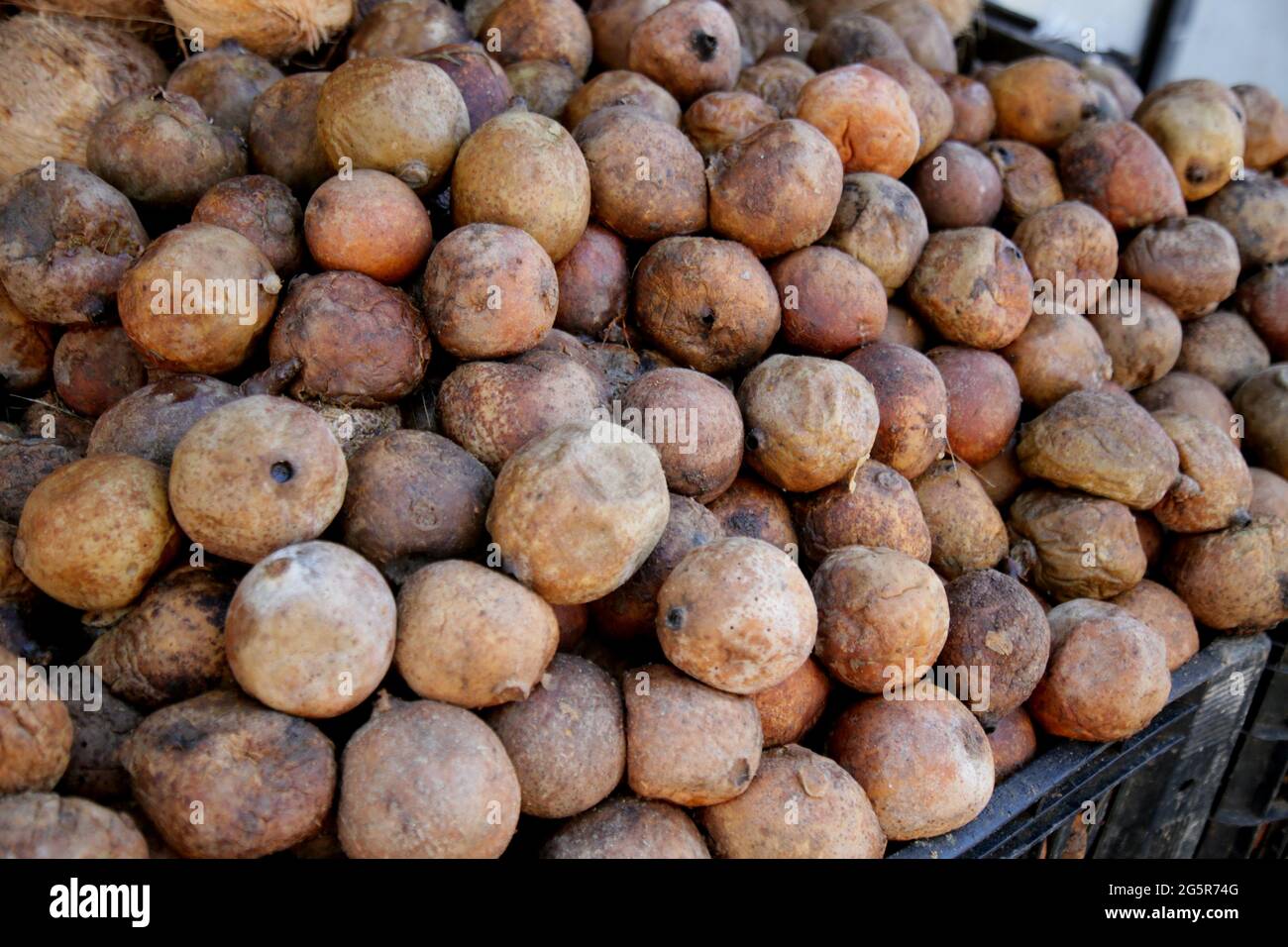 salvador, bahia, brazil june 28, 2021 Genipapo fruit for sale at