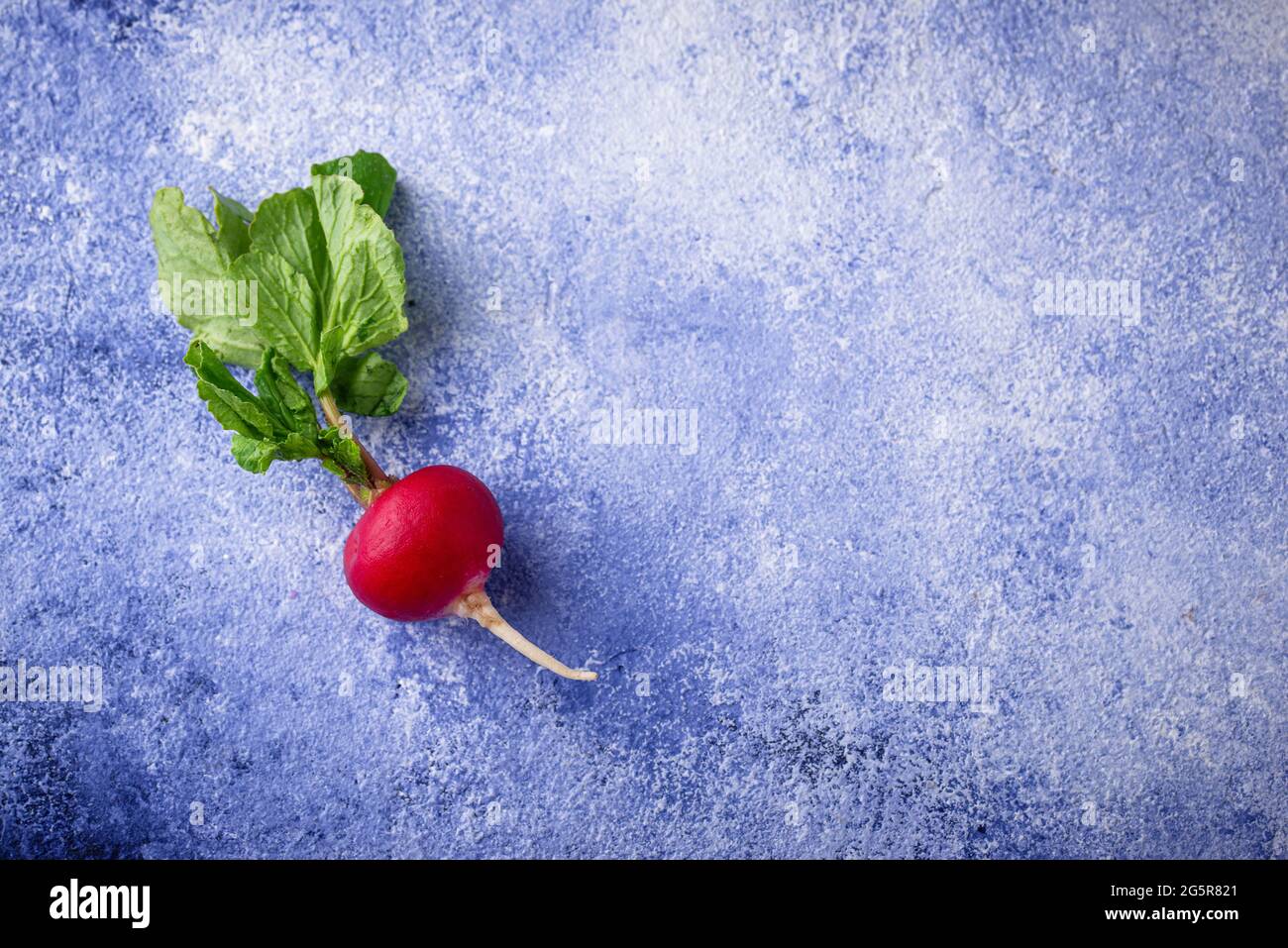 Radish on blue concrete backgrounds Stock Photo