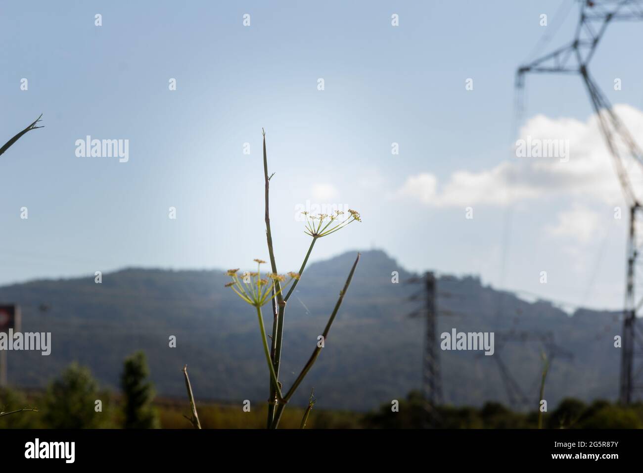 silhouettes of wild herbs and plants against a background of sky, photograph taken in spring in the Mediterranean area of Baix Llobregat in the provin Stock Photo