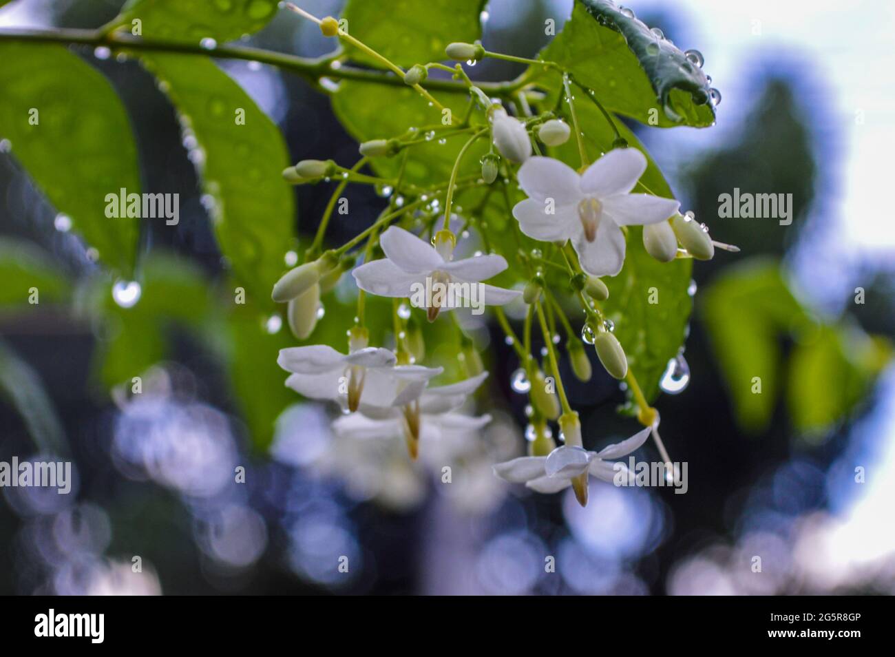 Close up photo of white flowers in the garden next to the house after the rain Stock Photo
