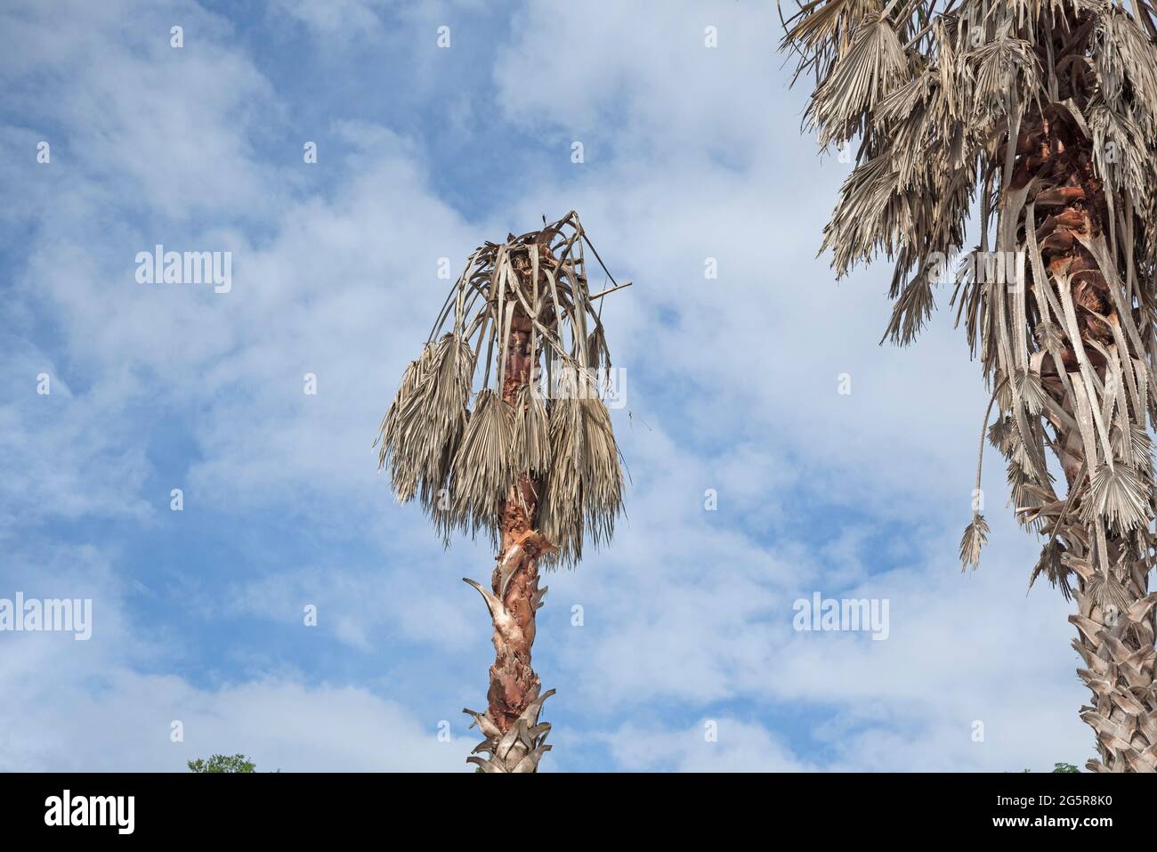 Sabal Palm trees in Alachua, Florida afflicted with Lethal Bronzing disease. Stock Photo