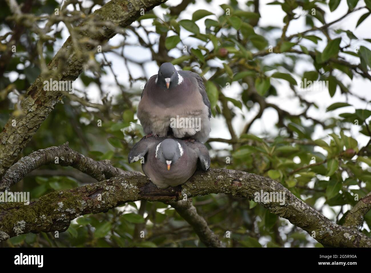 Close-Up of Mating Pair of Common Woodpigeons (Columba palumbus) Facing Camera in a Woodland in Mid-Wales in Summer Stock Photo