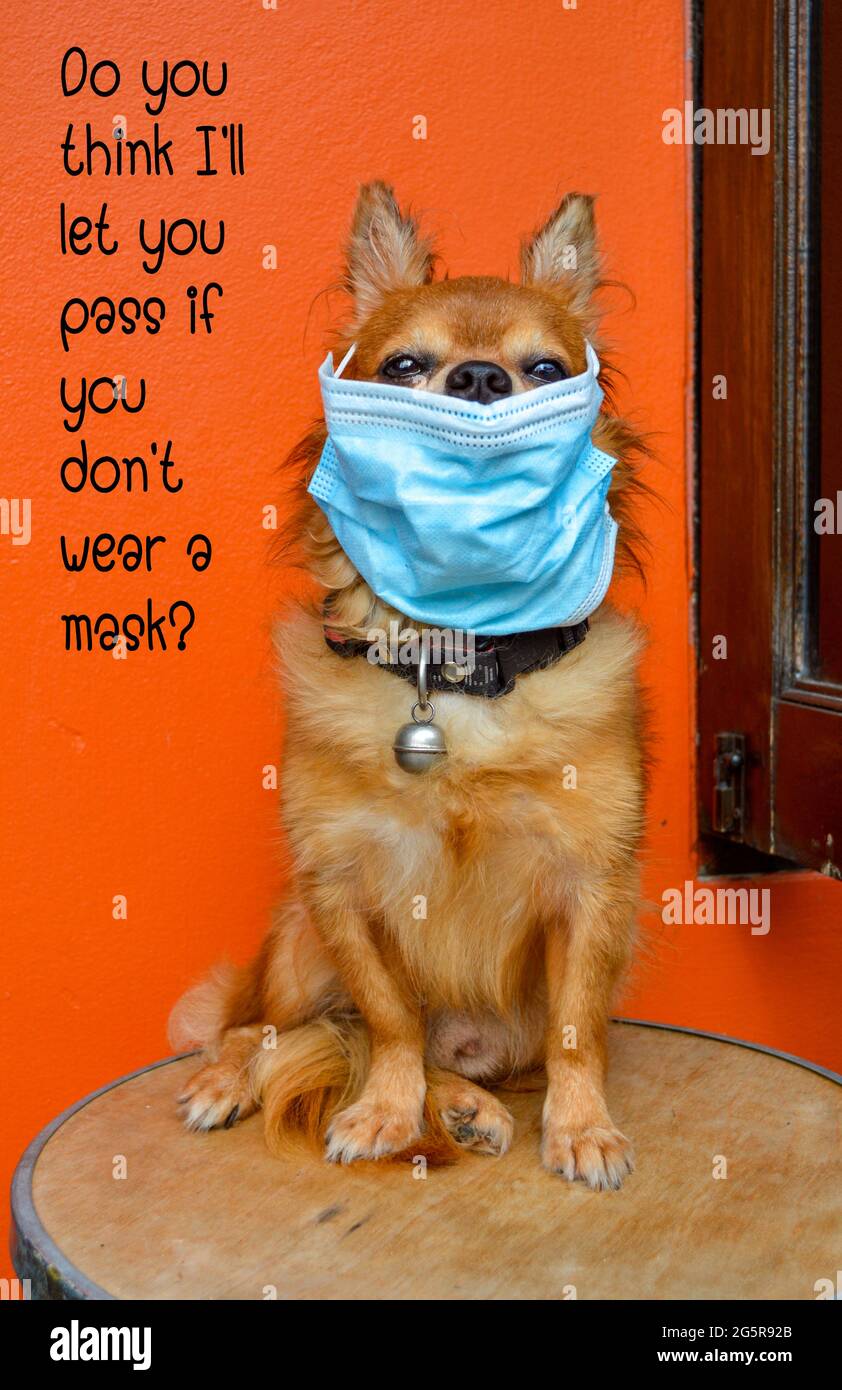 dog with mask Do you think you can pass if you don't wear a mask Stock