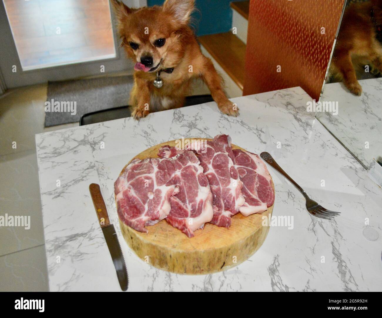 dog my good friend he want eat stake pork of my but i want cooking first Stock Photo