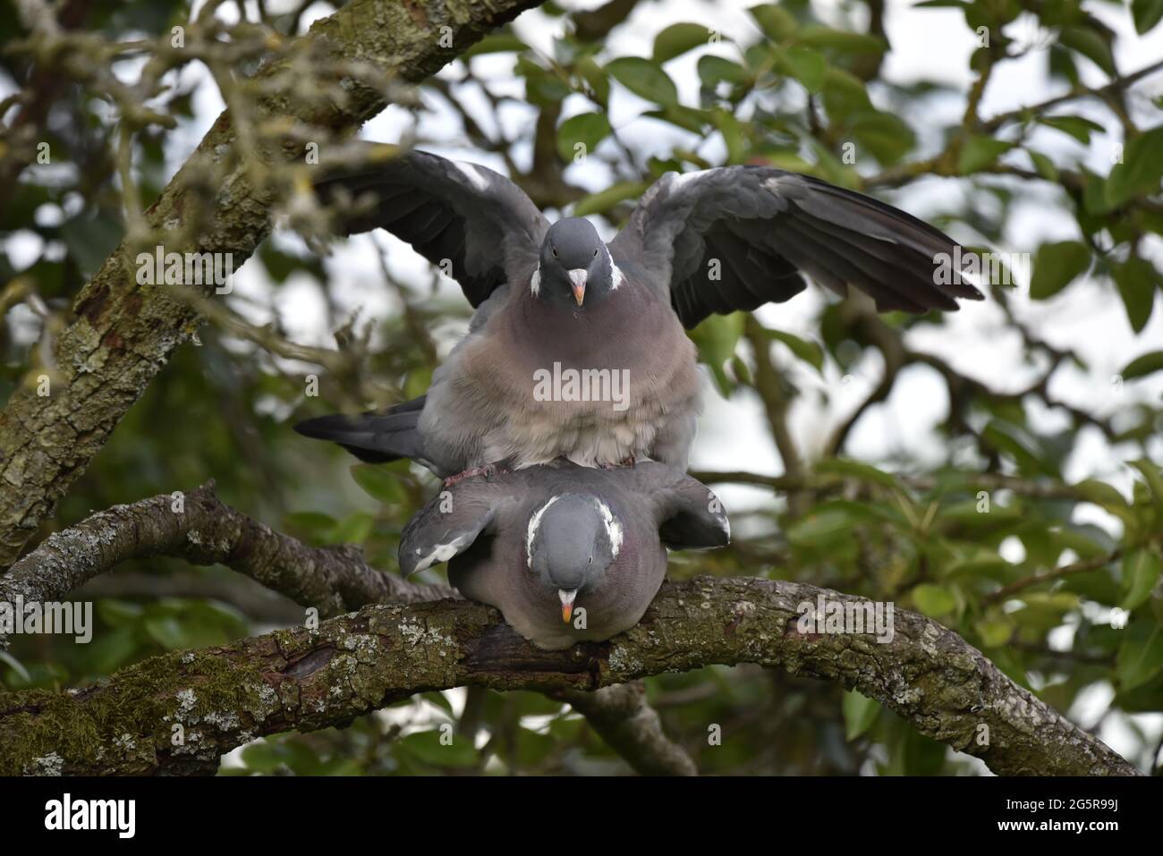 Close-Up of a Mating Pair of Common Woodpigeons (Columba palumbus) with Male on Top with Wings Spread, Both Facing Camera, in Summer in Wales Stock Photo